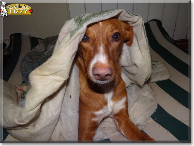 Lizzy the Podenco Andaluz, the Dog of the Day