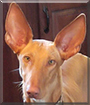 The Red Baron the Podenco