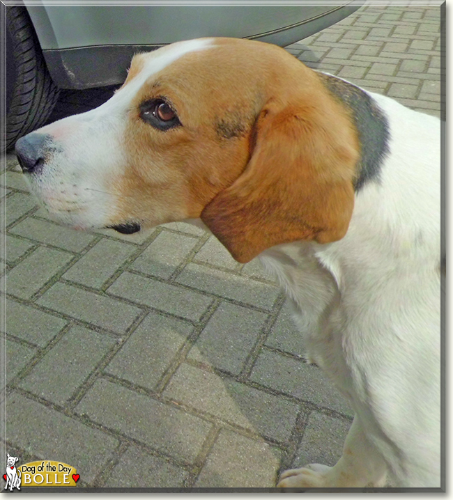 Bolle the Beagle, the Dog of the Day