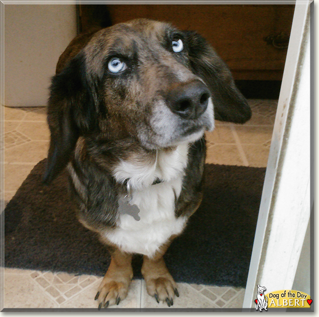 Albert the Australian Cattle Dog, Basset Hound mix, the Dog of the Day