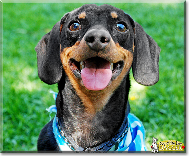 Dagger the Miniature Dachshund, the Dog of the Day