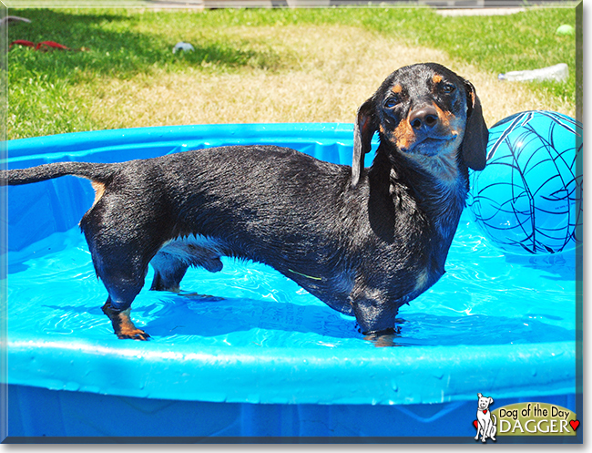 Dagger the Miniature Dachshund, the Dog of the Day