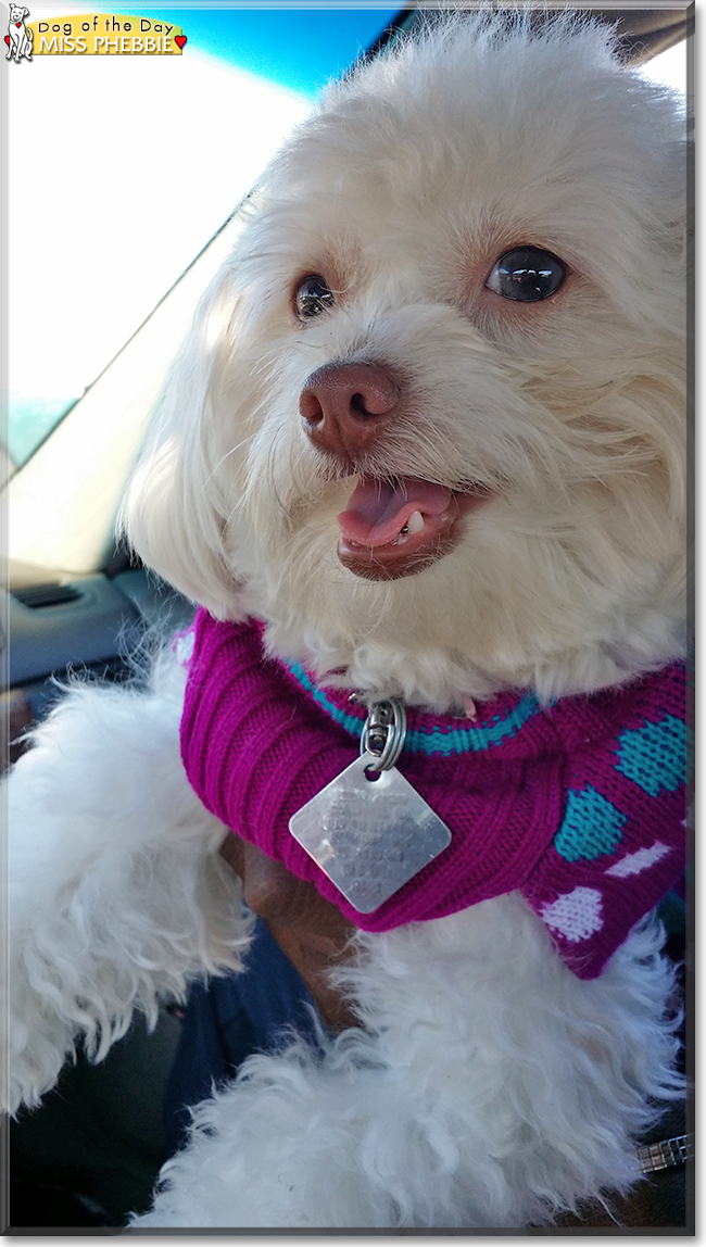 Miss Phebbie the Maltese/Poodle mix, the Dog of the Day