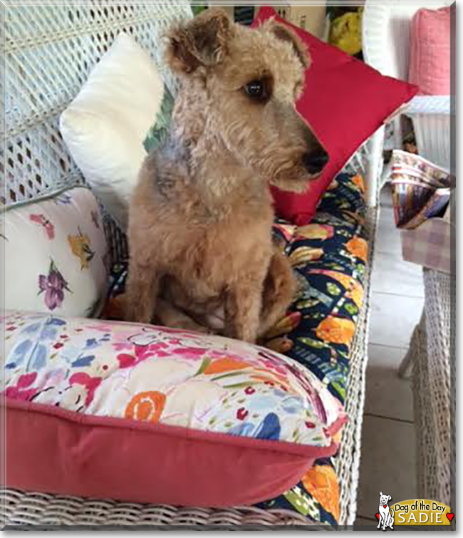 Sadie the Welsh Terrier, the Dog of the Day