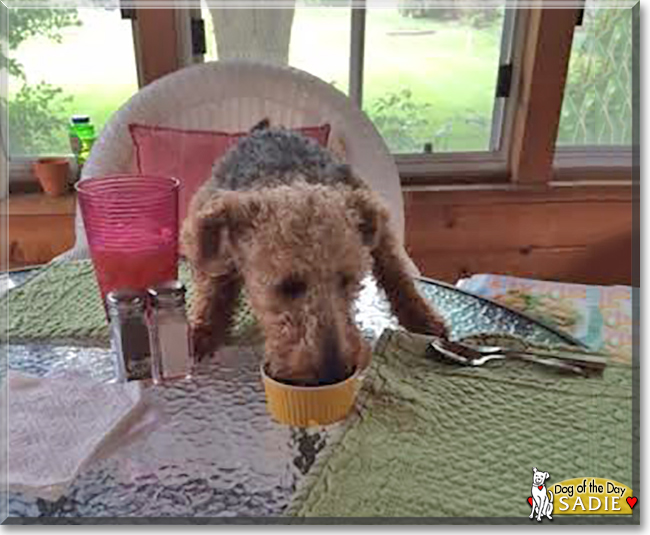 Sadie the Welsh Terrier, the Dog of the Day