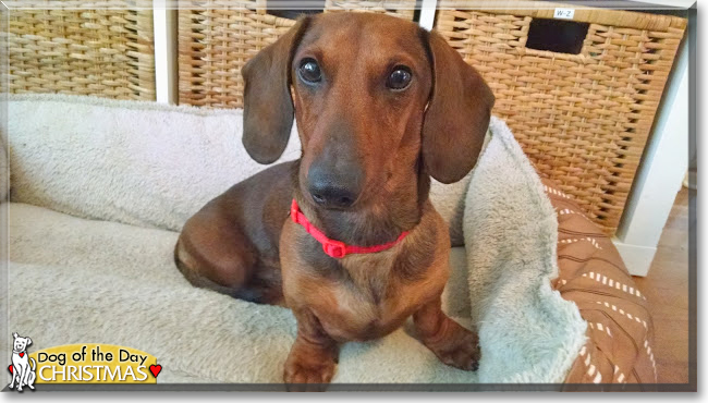 Christmas the Dachshund, the Dog of the Day