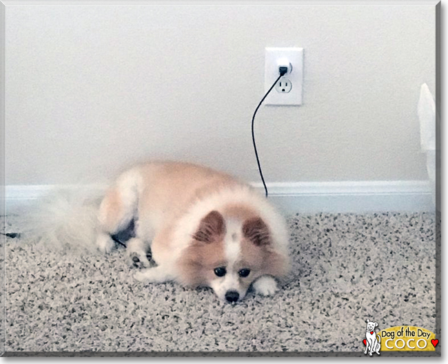 Coco the Pomeranian mix, the Dog of the Day