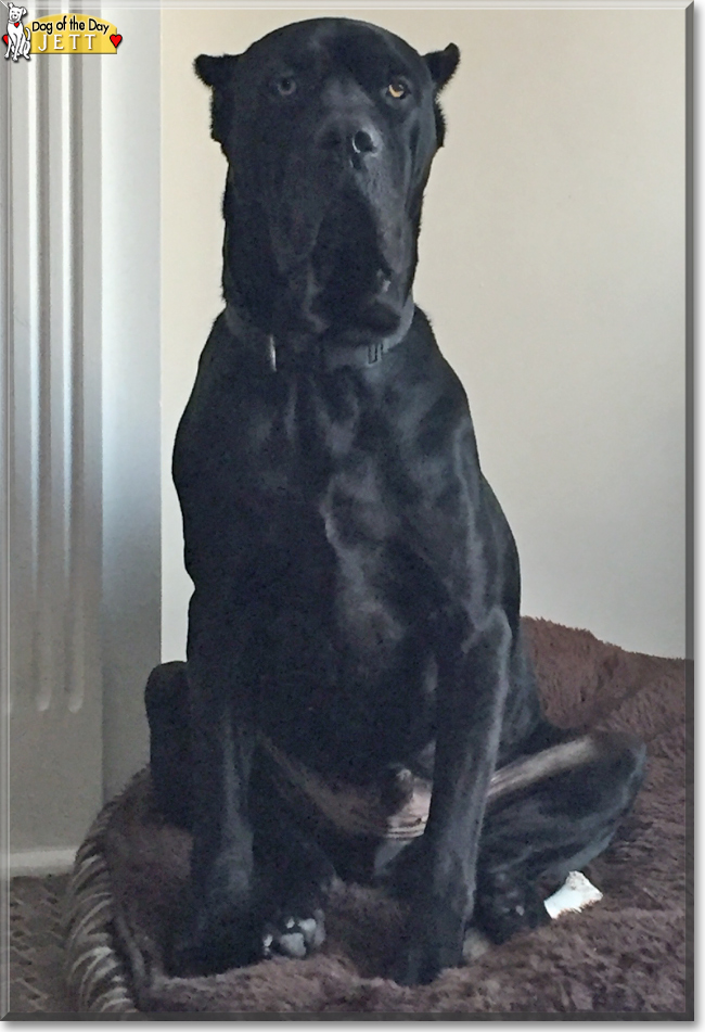 Jett Black the Cane Corso, the Dog of the Day