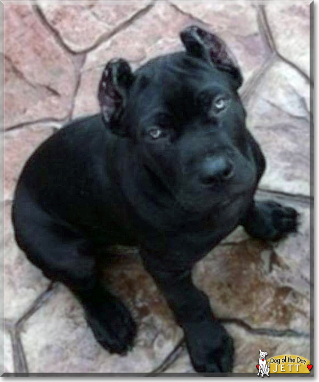 Jett Black the Cane Corso, the Dog of the Day