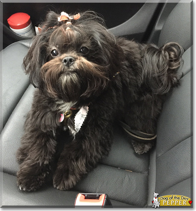 Pepper the Shih Tzu mix, the Dog of the Day
