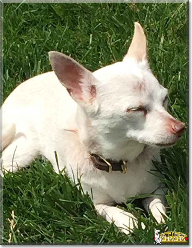 ChaCha the Chihuahua, the Dog of the Day