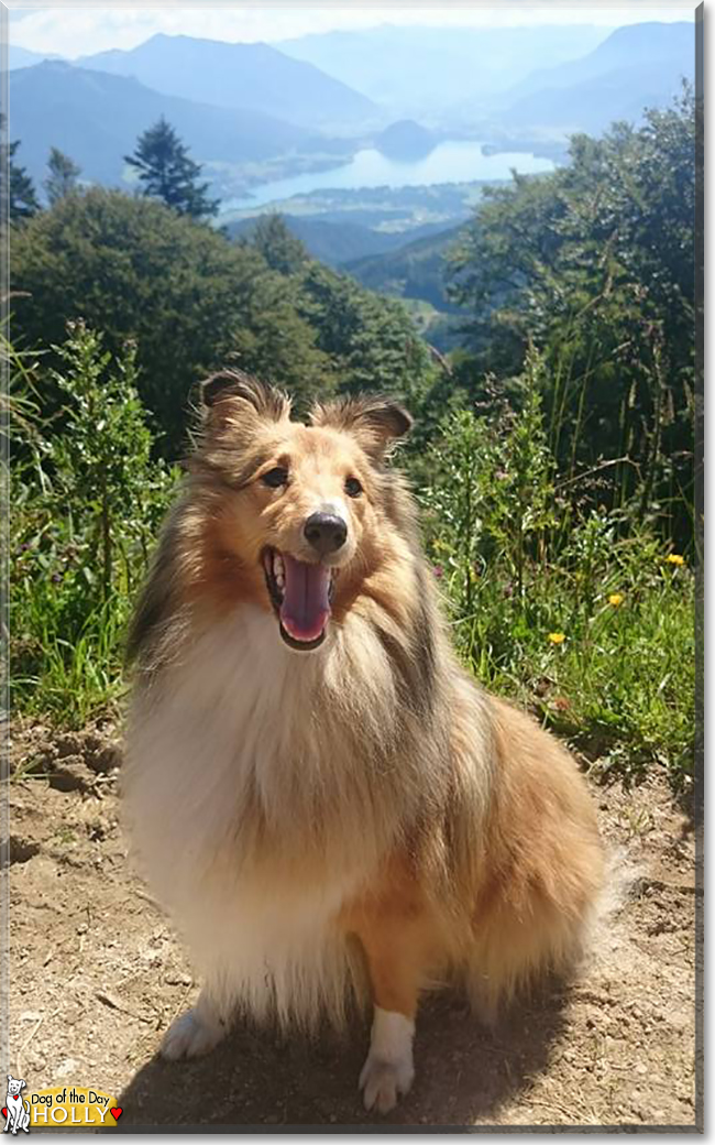 Holly the Shetland Sheepdog, the Dog of the Day