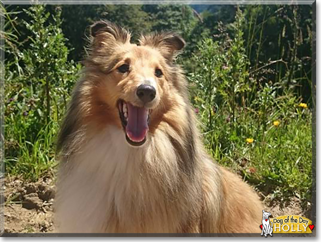 Holly the Shetland Sheepdog, the Dog of the Day