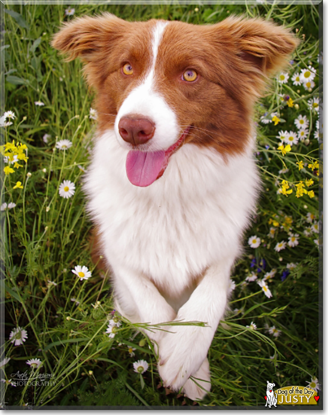 Justy the Border Collie, the Dog of the Day