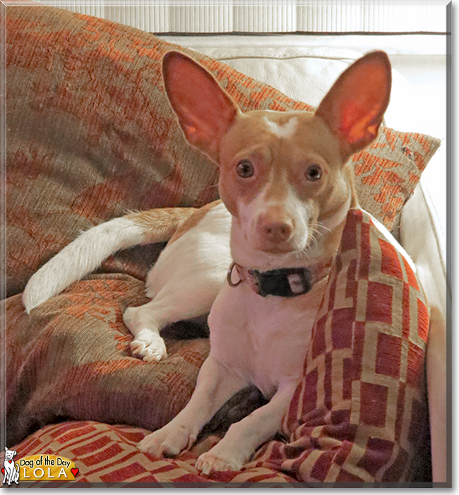 Lola the Chihuahua/Terrier mix, the Dog of the Day