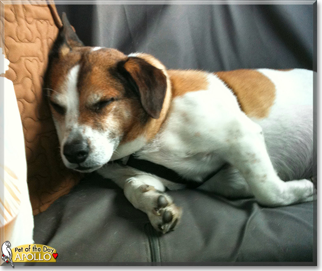 Apollo the Jack Russell Terrier, Welsh Corgi Mix, the Dog of the Day