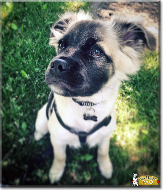 Pao the Pug mix, the Dog of the Day