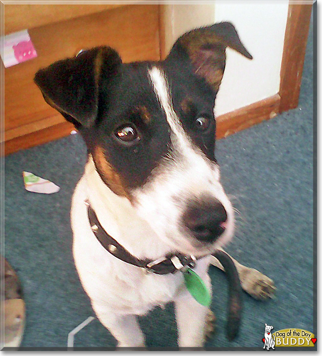 Buddy the Jack Russell Terrier, the Dog of the Day