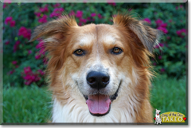 Takeo the Pembroke Welsh Corgi/Collie mix, the Dog of the Day