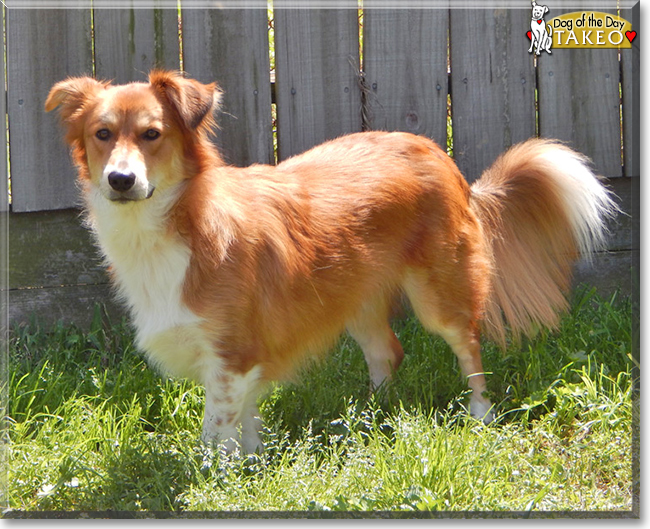 Takeo the Pembroke Welsh Corgi/Collie mix, the Dog of the Day