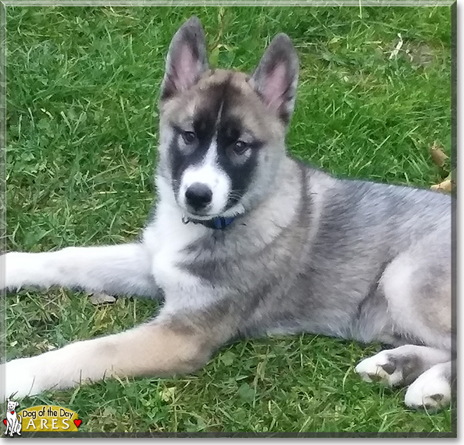 Ares the Siberian Husky, the Dog of the Day