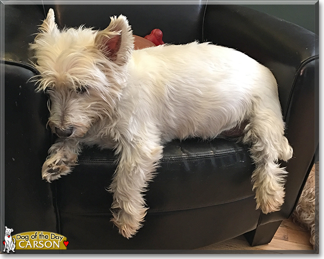 Mr. Carson the West Highland White Terrier, the Dog of the Day