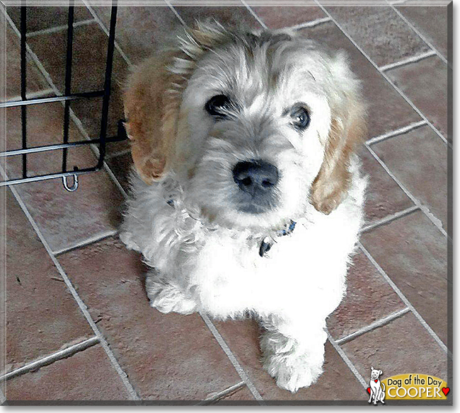 Cooper the Golden Retriever/Miniature Poodle, the Dog of the Day