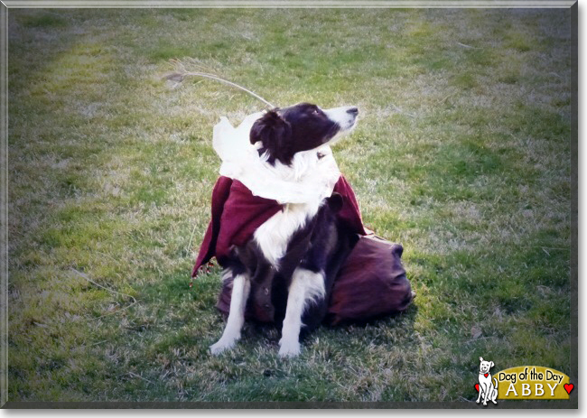 Abby the Border Collie, the Dog of the Day