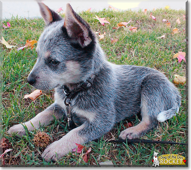 Rocket the Australian Cattle Dog, the Dog of the Day