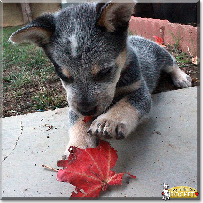 Rocket the Australian Cattle Dog, the Dog of the Day