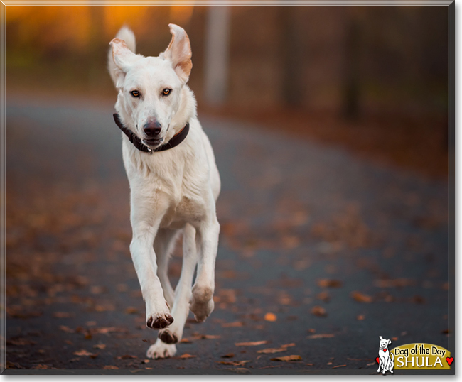 Shula the White Shepherd mix, the Dog of the Day