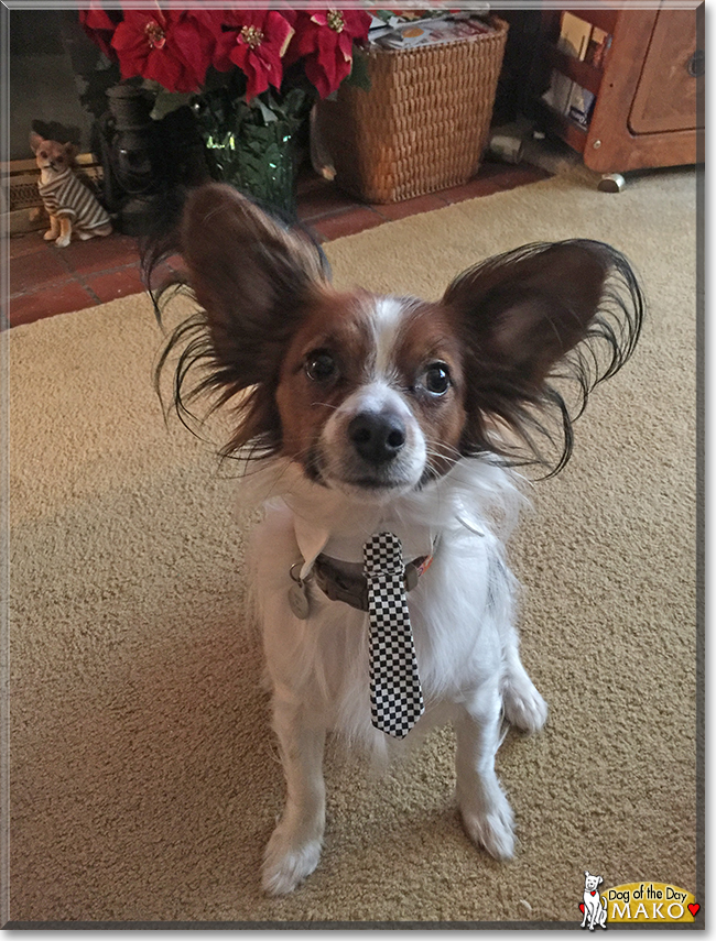 Mako the Papillon, the Dog of the Day