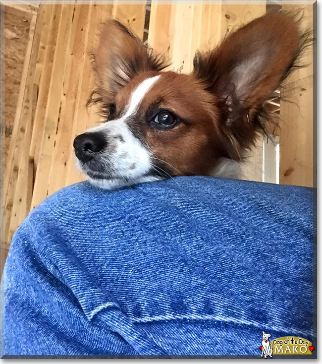 Mako the Papillon, the Dog of the Day