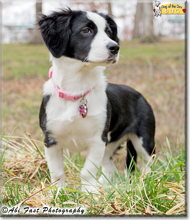 Bug the Border Collie mix, the Dog of the Day