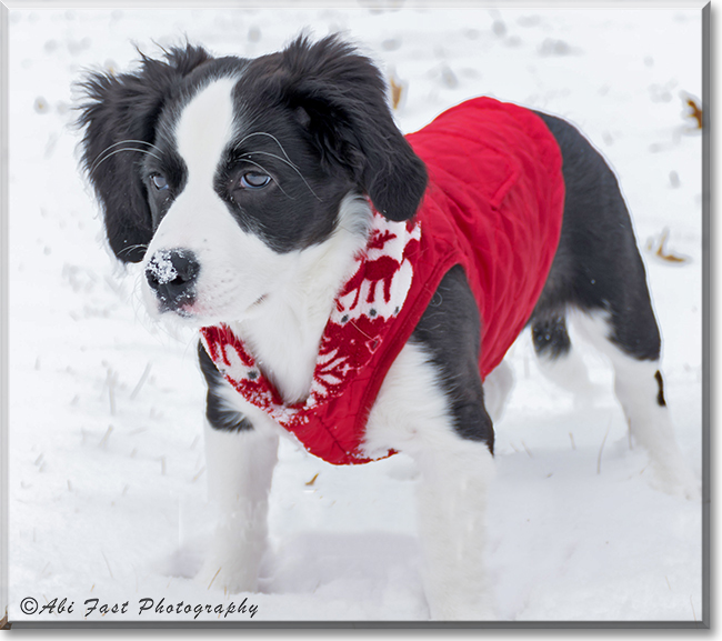 Bug the Border Collie mix, the Dog of the Day