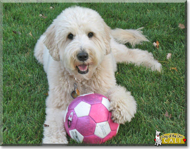Cali the Golden Retriever/Standard Poodle mix, the Dog of the Day