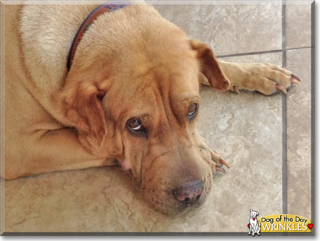 Wrinkles the Shar Pei/Rottweiler mix, the Dog of the Day