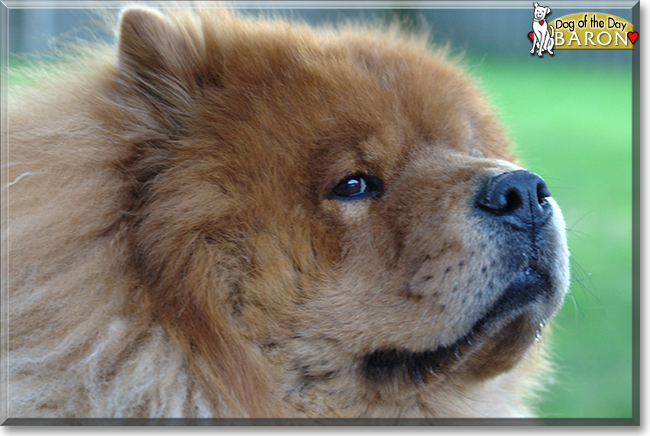 Baron the Chow Chow, the Dog of the Day