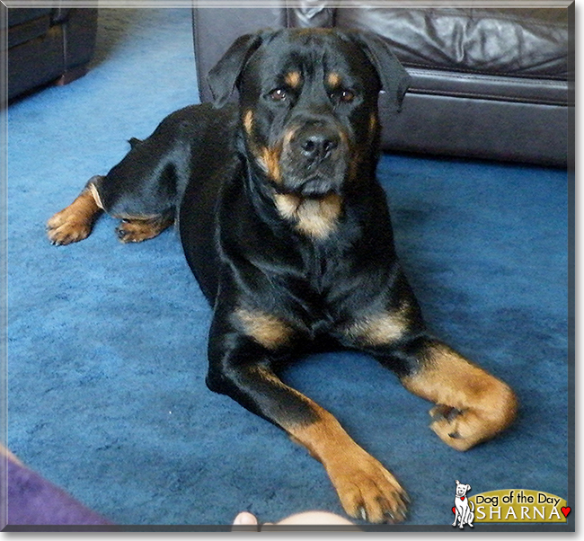 Sharna the Rottweiler, the Dog of the Day