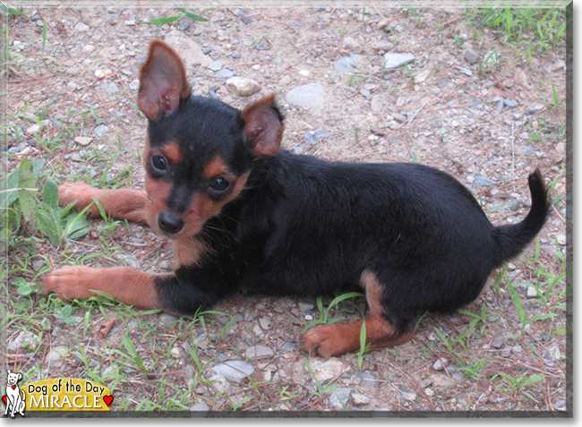 Miracle the Miniature Pinscher/Yorkshire Terrier, the Dog of the Day