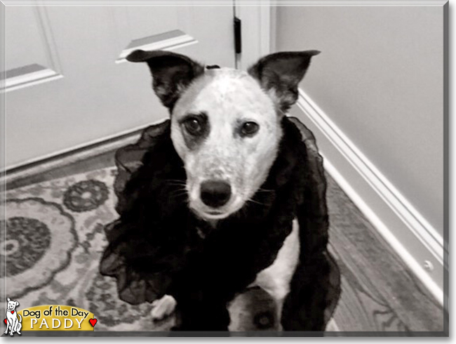Paddy the Australian Cattle Dog mix, the Dog of the Day