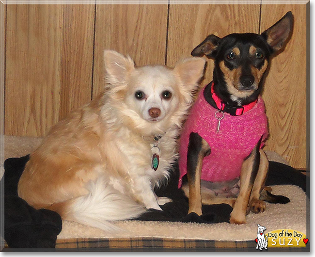 Suzy the Chihuahua mix, the Dog of the Day