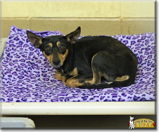 Suzy the Chihuahua mix, the Dog of the Day