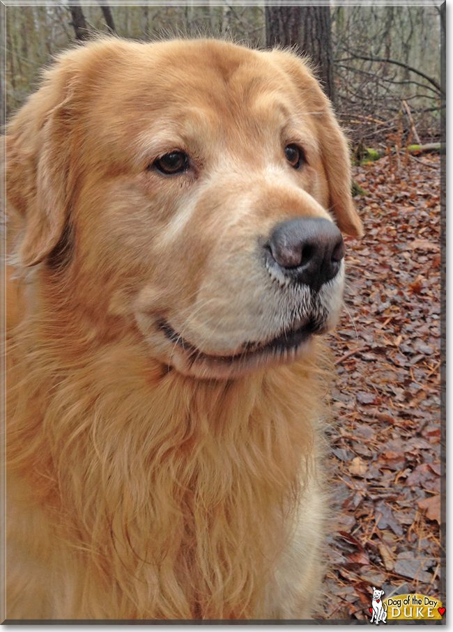 Duke the Golden Retriever, the Dog of the Day