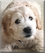Cooper the Golden Retriever/Miniature Poodle
