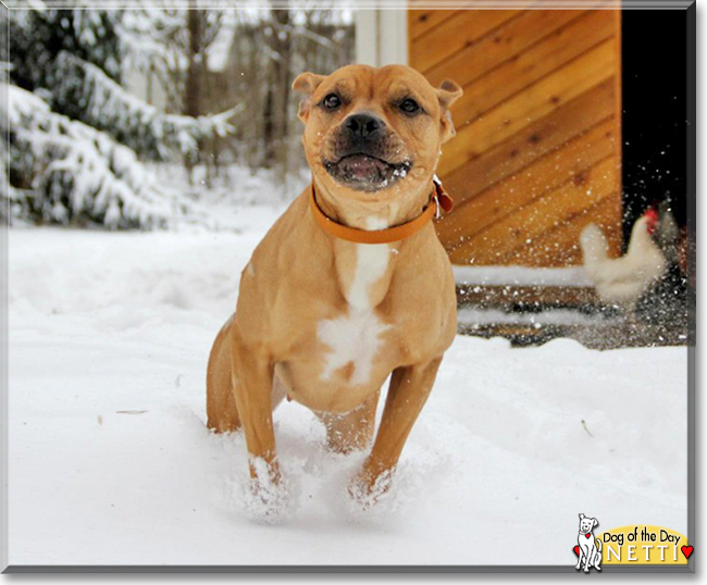 Netti the Staffordshire Terrier, the Dog of the Day