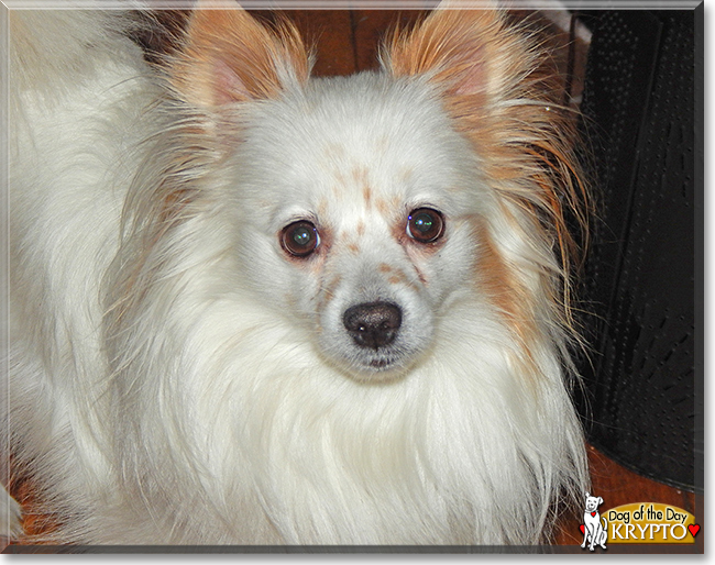 Krypto the Pomeranian/Poodle mix, the Dog of the Day