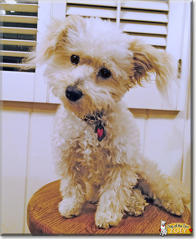 Zoey the Maltese/Poodle mix, the Dog of the Day