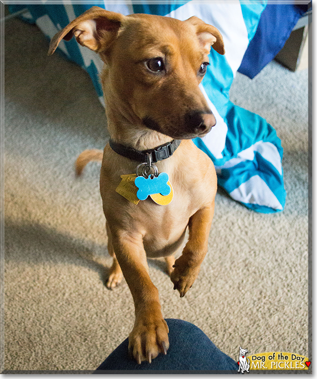 Mr. Pickles the Chihuahua Dachshund Mix, the Dog of the Day