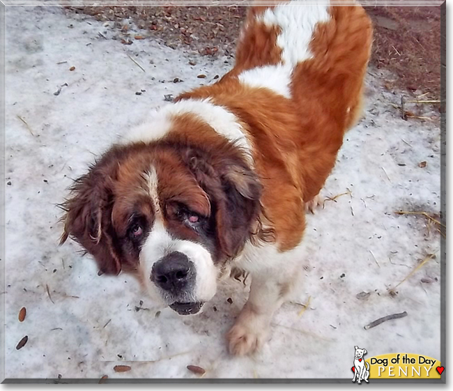 Penny the Saint Bernard, the Dog of the Day